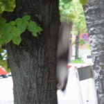 目にもとまらぬ速さの木登りネコ