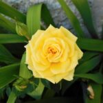瑞々しい黄色いバラ