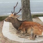 休憩中の奈良の鹿
